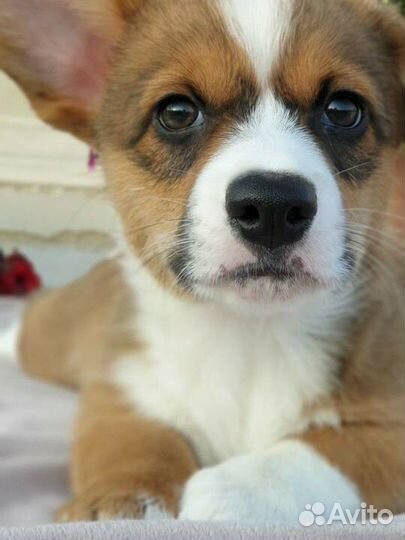 Вельш-корги