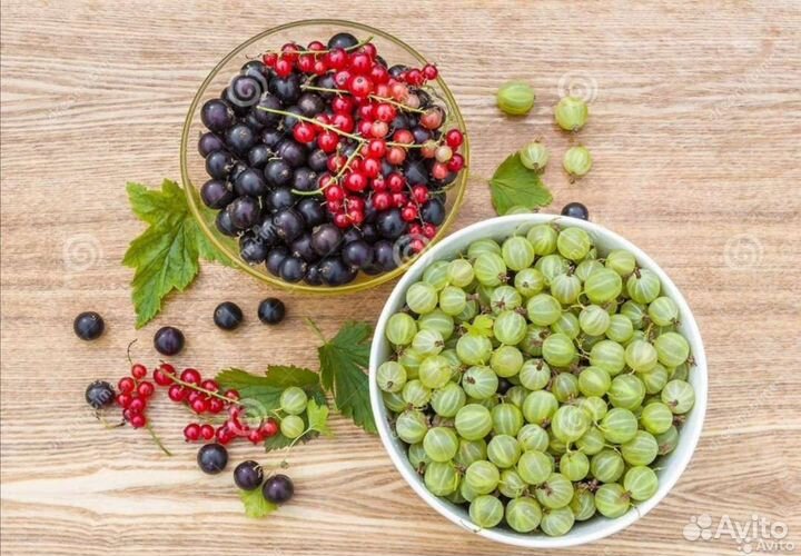 Черная смородина, красная смородина