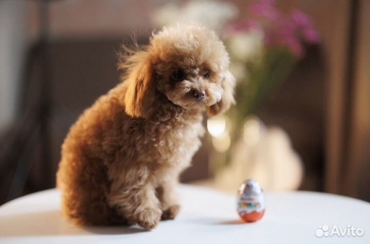 Тикап Тедди Пудель Китай