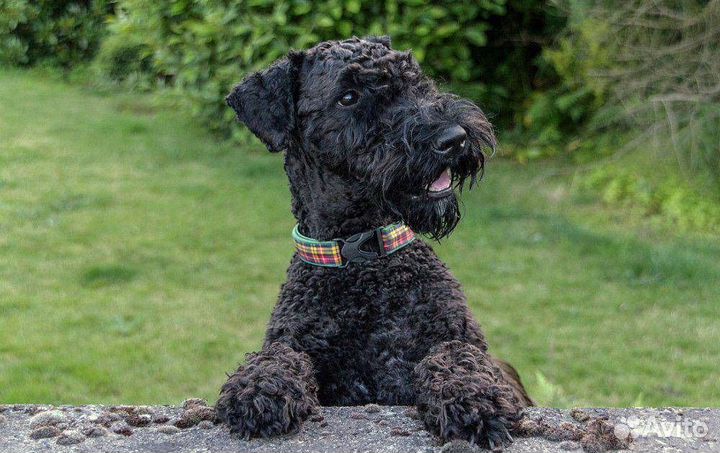 Передержка собак птиц грызунов