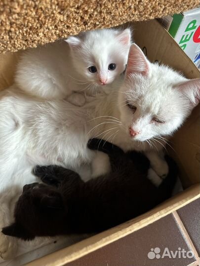 Отдам котят в добрые руки