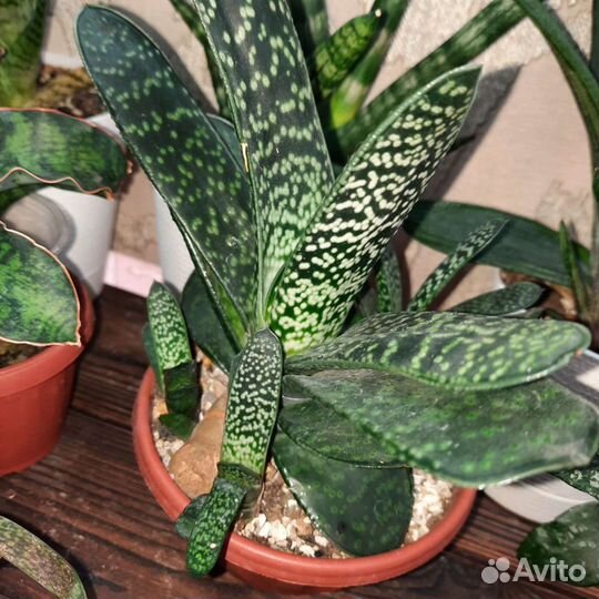 Комнатные растения продажу обмен