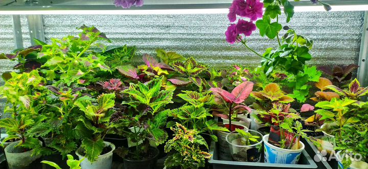 Колеус вегетативный