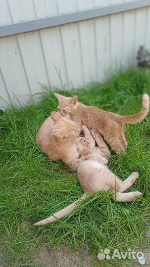 Котята в добрые руки бесплатно