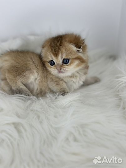 Шотландские вислоухие котята золотая шиншилла