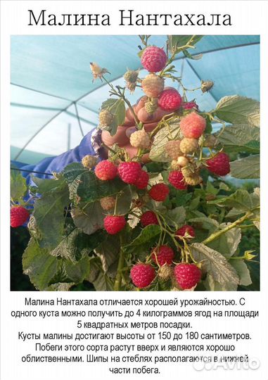 Малина