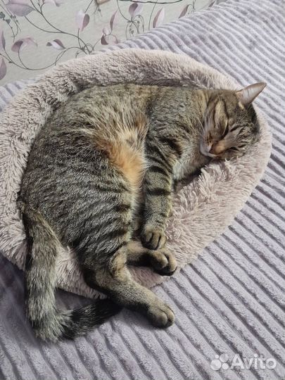 Зооняня/передержка животных/кэтситер/догситер