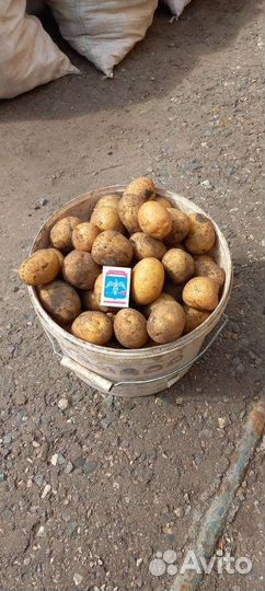 Продам картофель