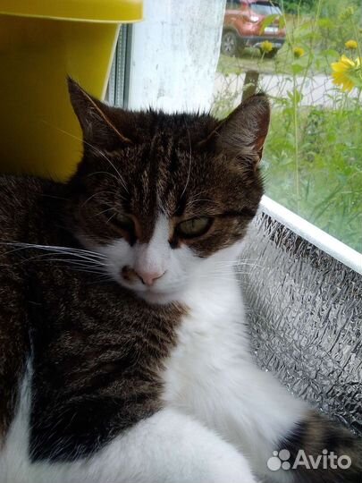 Кошка мышеловка