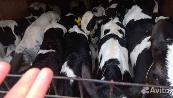 Бычки телята с выбором