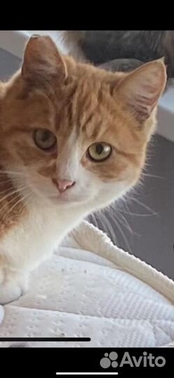Кошка 2 мес