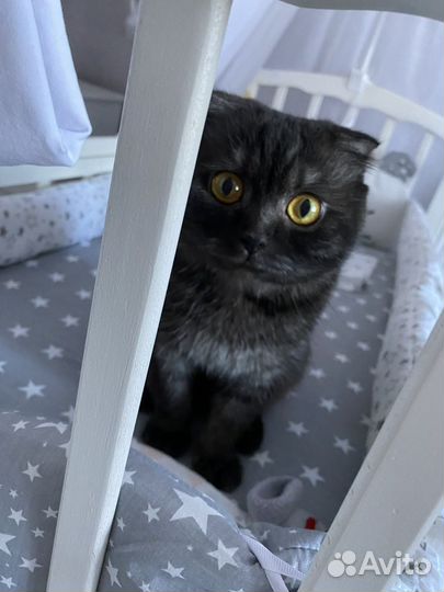 Шотландский вислоухий кот