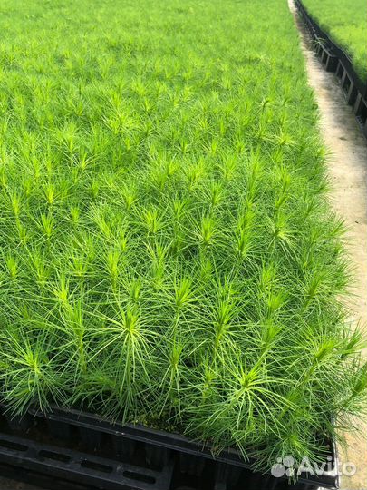 Сеянцы сосны зкс от производителя