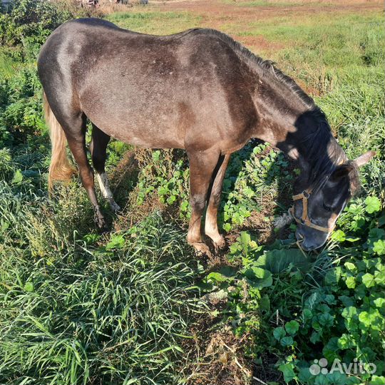 Лошадь жеребец