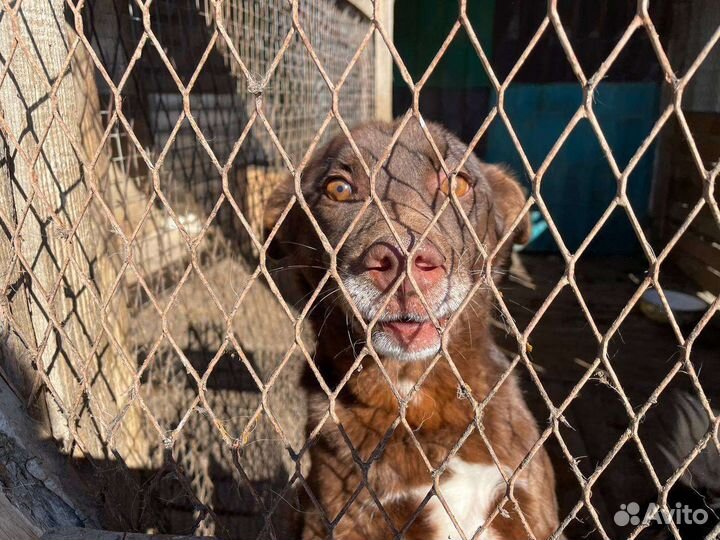 Собака ищет дом