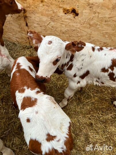 Телята доставка