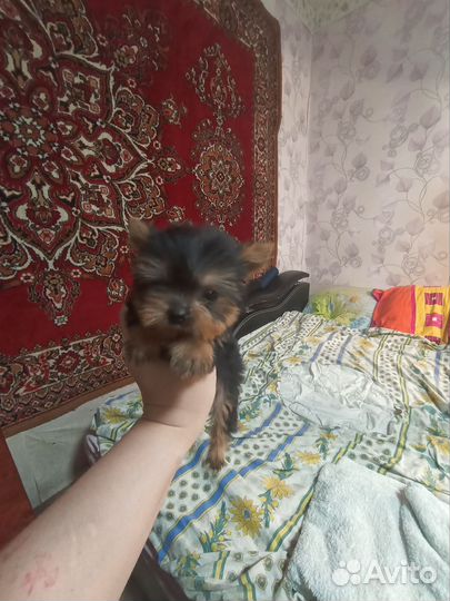 Йоркширский терьер мини щенки