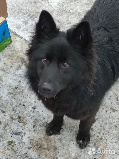 В добрые руки