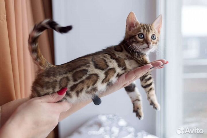 Питомник бенгальских кошек