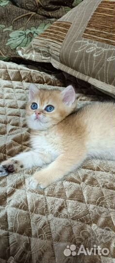 Золотые британские плюшечки