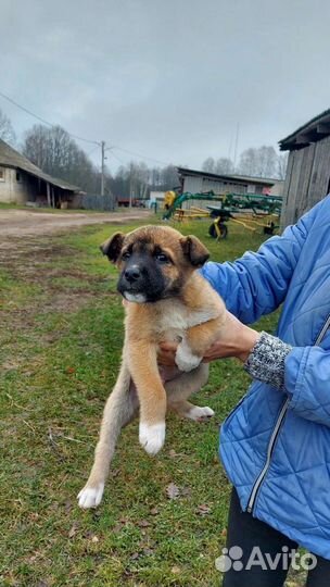 Щенок в добрые руки