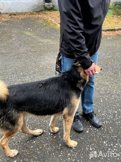 Собака в добрые руки