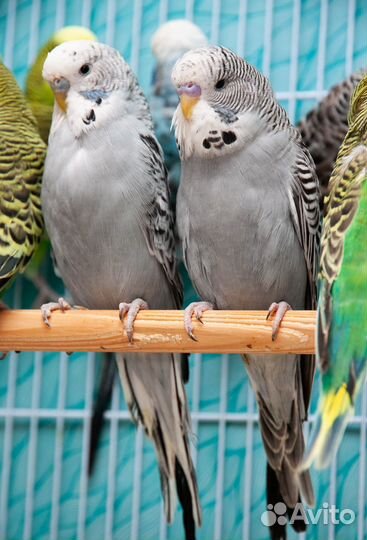 Выставочный волнистый попугай