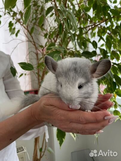Беленькие шиншиллята девочки 3 мес