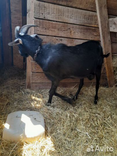 Телка и козёл