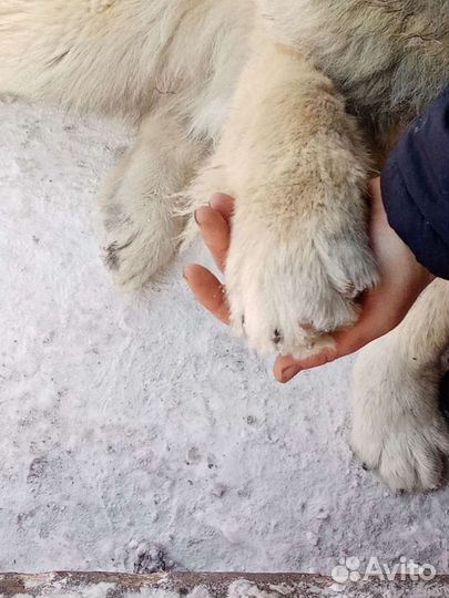 Вязка Кавказская овчарка