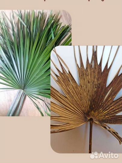 Листья пальмы. Веерная