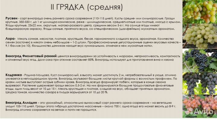 Черенки (чубуки) винограда