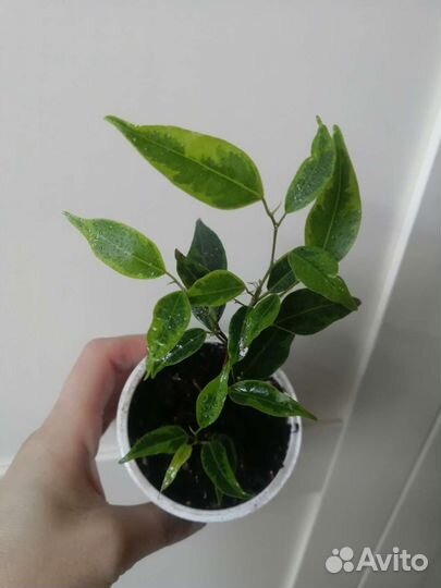 Фикус Бенджамина Кинки