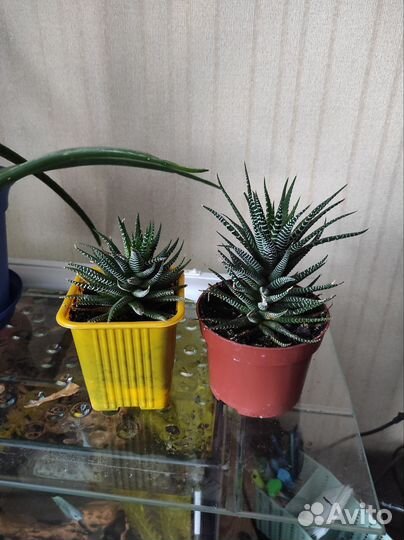 Цветы комнатные