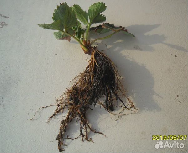 Королева Елизавета