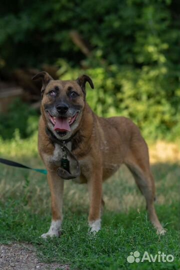 Собака в добрые руки