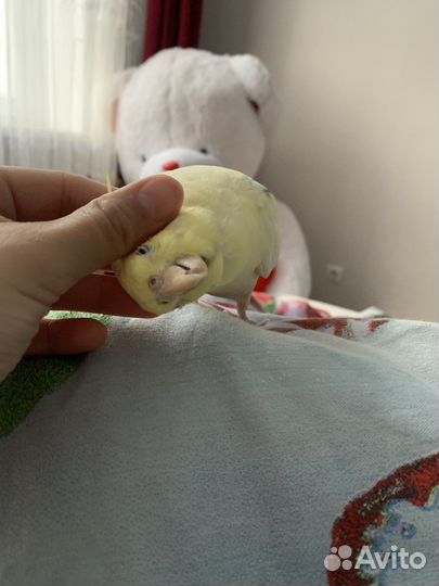 Попугай карелла самец