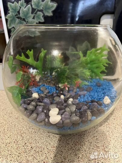 Аквариум для рыб