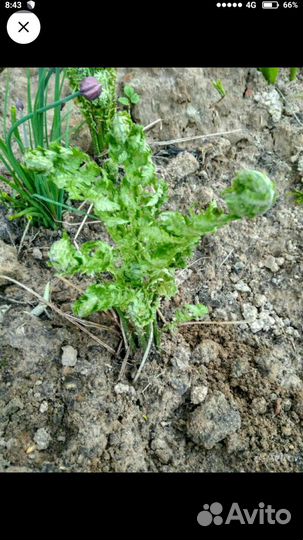 Папоротник садовый 