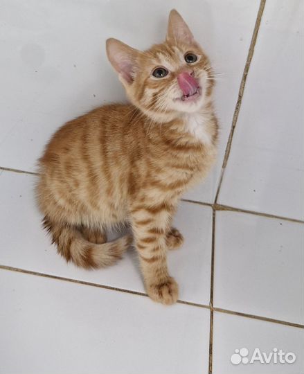 Кошка (и) котенок ищут дом