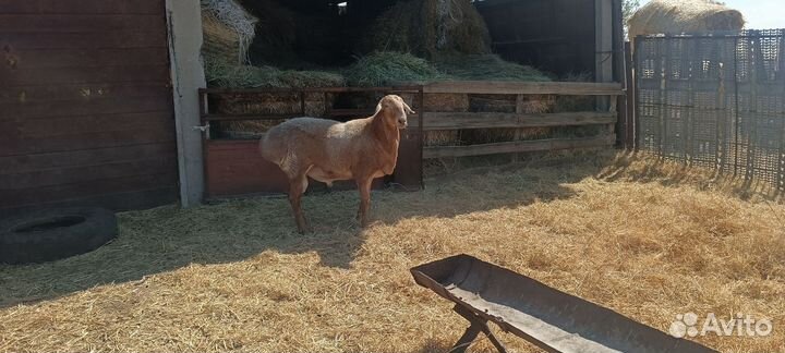 Баран на племя