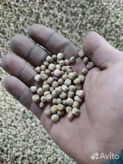 Продам горох сухой
