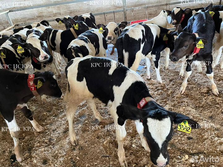 Телята бычки на откорм