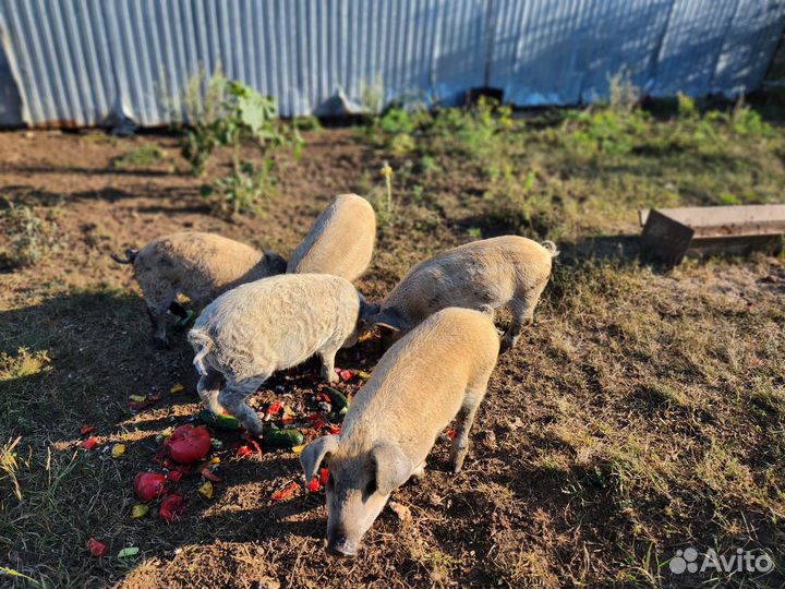 Продам поросят и кабанов венгерской мангалицы