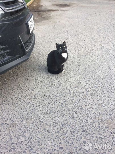 Кошечка ищет дом