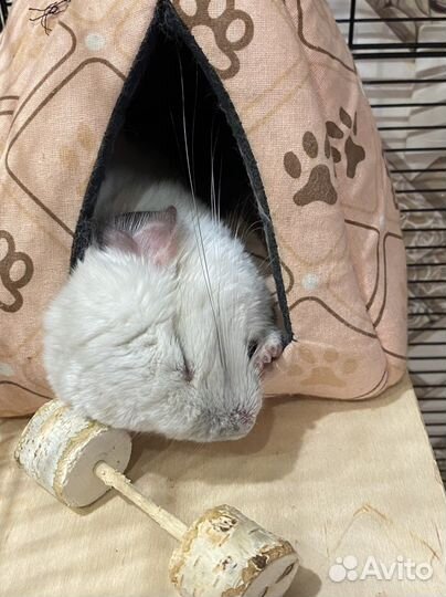 Шиншилла с клеткой