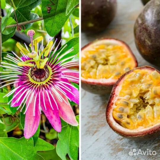 Маракуйя, грандилла (пассифлора) семена, ростки