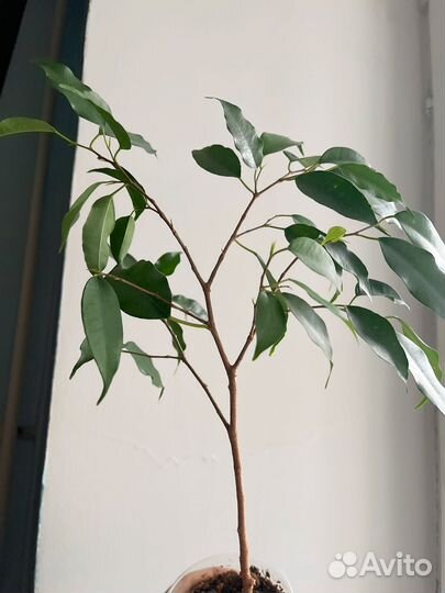 Шеффлера, фикус