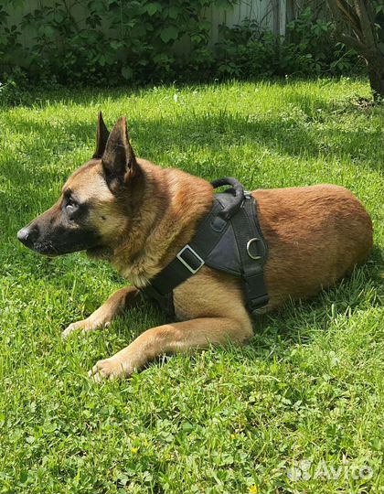 Малинуа вязка