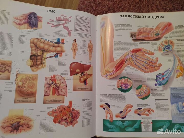 Большой атлас анатомии человека